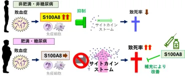 肥満や糖尿病があると感染症で重症化しやすくなるメカニズムを解明 ～感染症の重症化を防ぐ治療法開発へ～ 